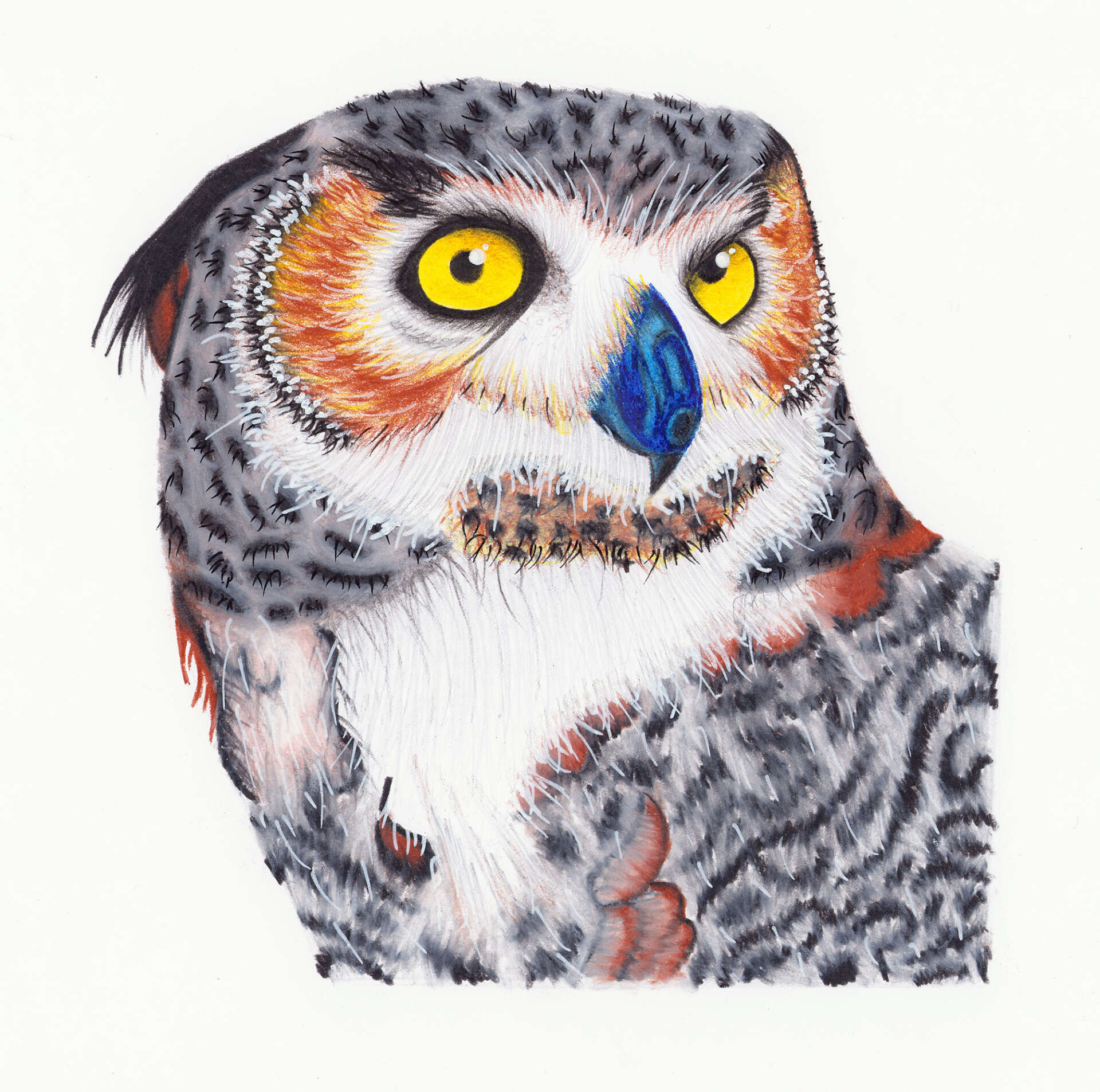 Oskar Modrijan ilustracija zivali OUP OU Ps 3 B Hohkravt 2019